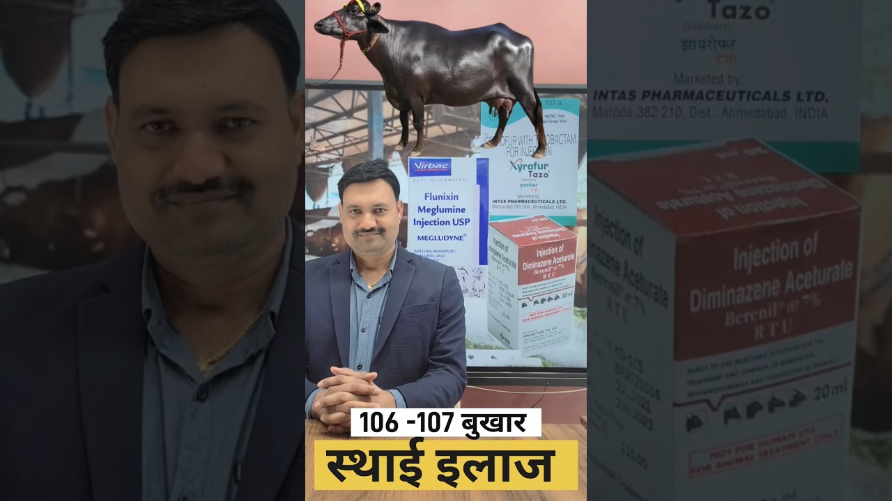 Buffalo Fever Treatment in hindi