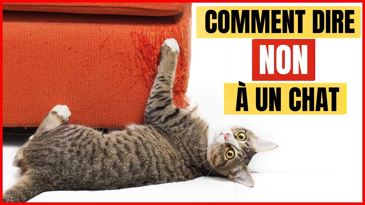 Comment dire NON &agrave; votre Chat