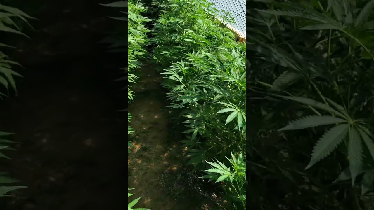 2025 Massachusetts Greenhouse Grow #outdoors#weed#marijuana#cannabis#Sativa#Indica#Homegrown#notill