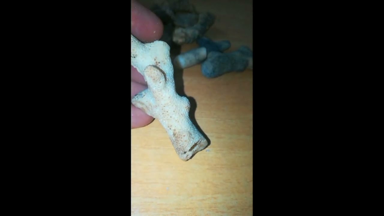 كل التفاصيل عن حجر المرجان البحري الطبيعى coral reef