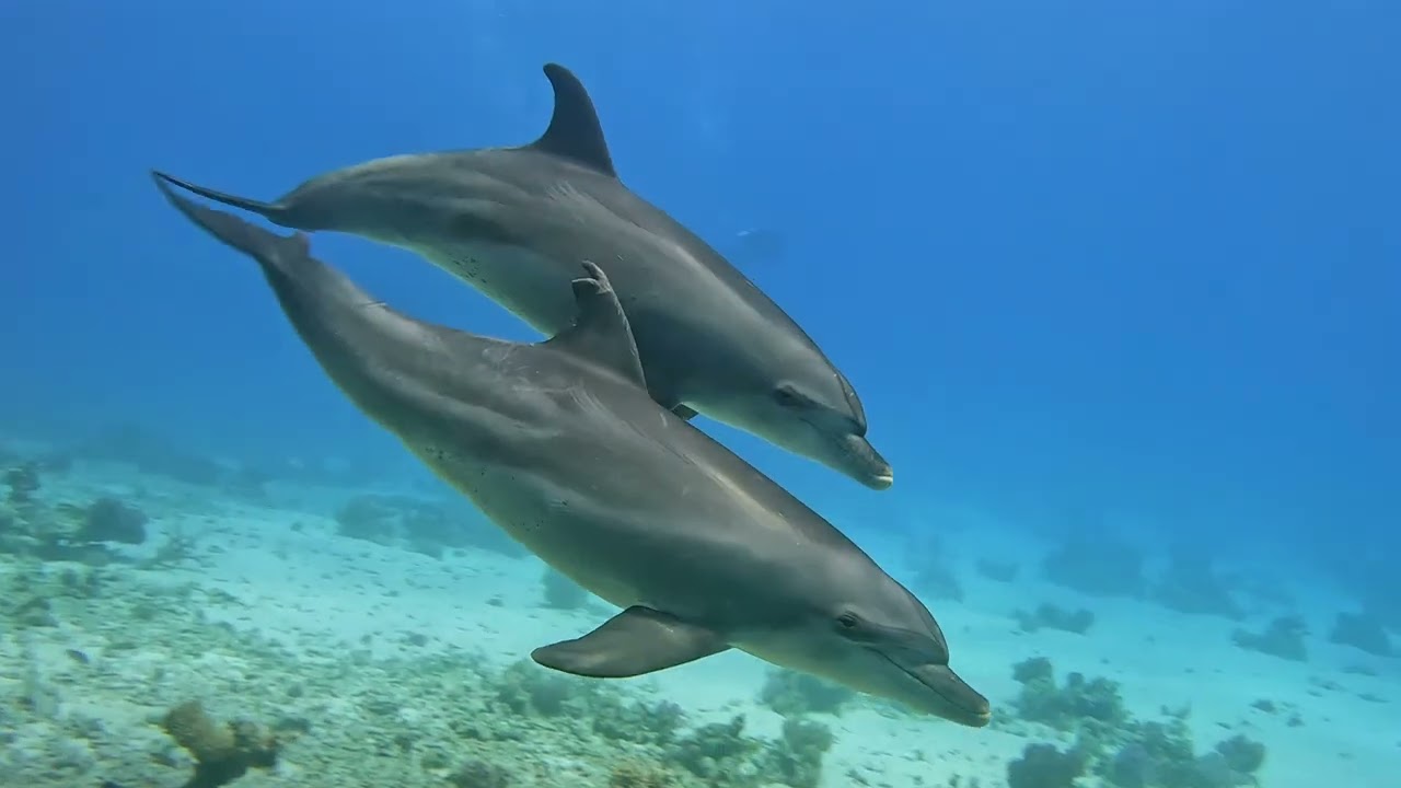 Hurgada Pickalbatros White Beach