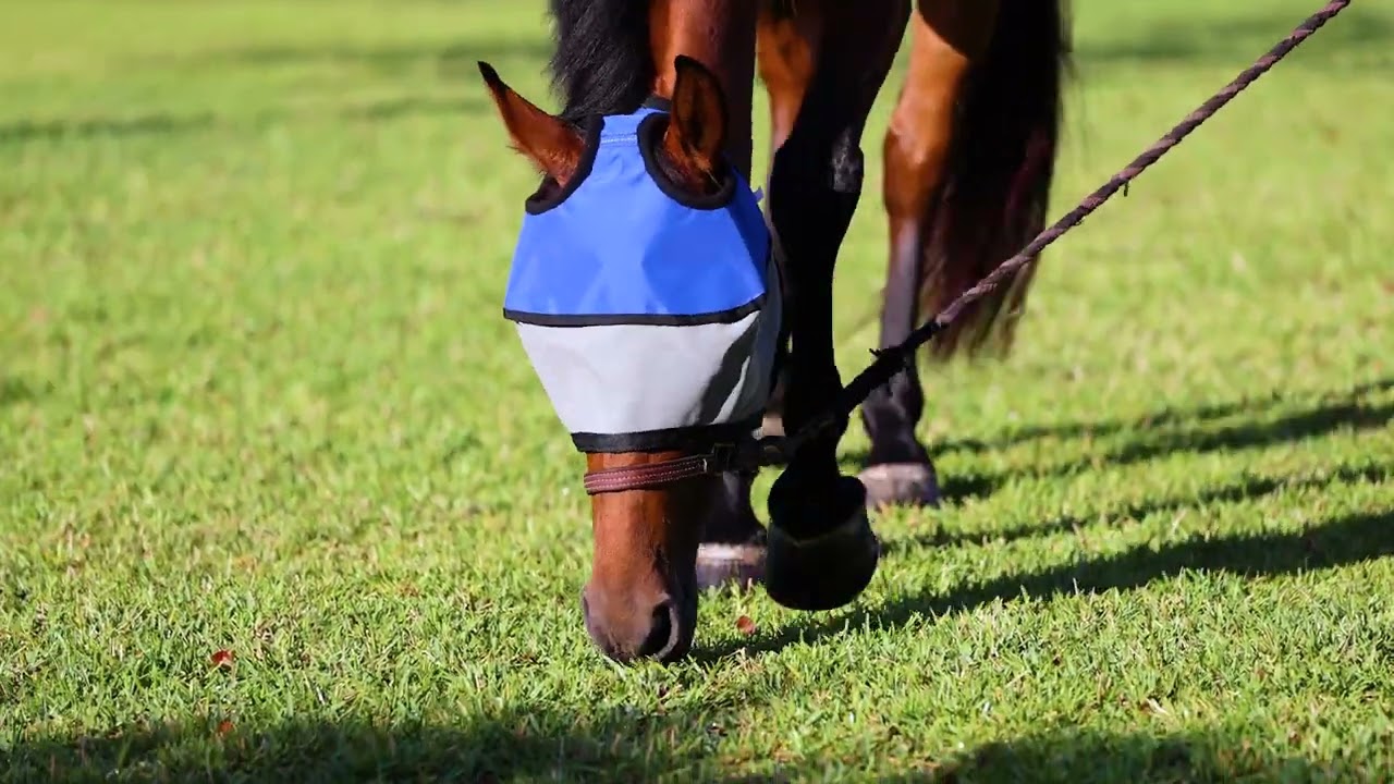 Equine Sun Visor - UV Protection Fly Mask