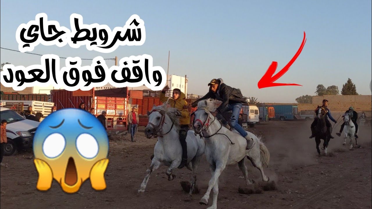 Marché de chevaux au Maroc  سوق ليوم زوين مع اثمنة الخيول € والحمد لله رجعنا من جديد من بعد المرض🥰