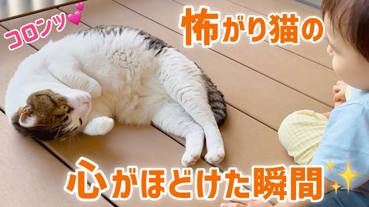 【感動】臆病猫､ついに赤ちゃんに心を開く