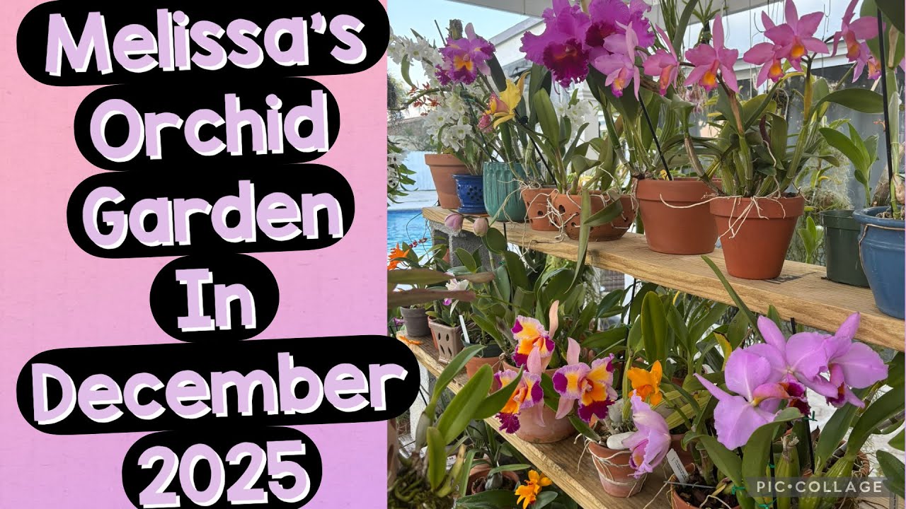 Continuation of Orchid Garden walk in December 2025 