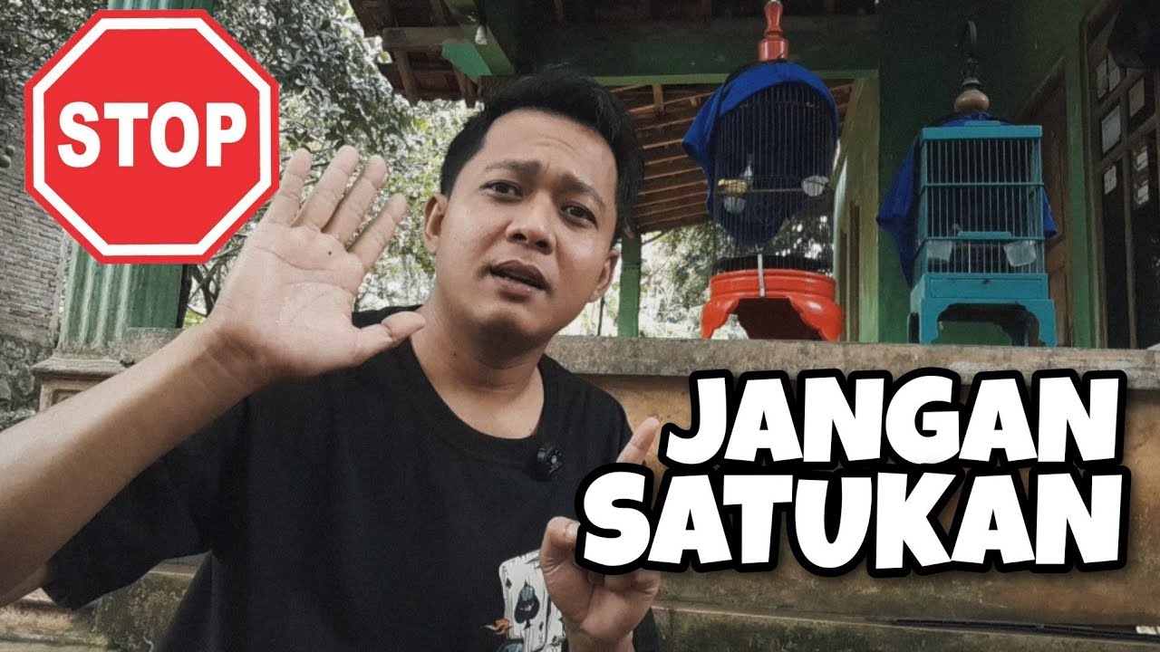TIPS CARA MENAIKAN BIRAHI BURUNG PRENJAK DI MUSIM HUJAN AGAR TIDAK GAGAL