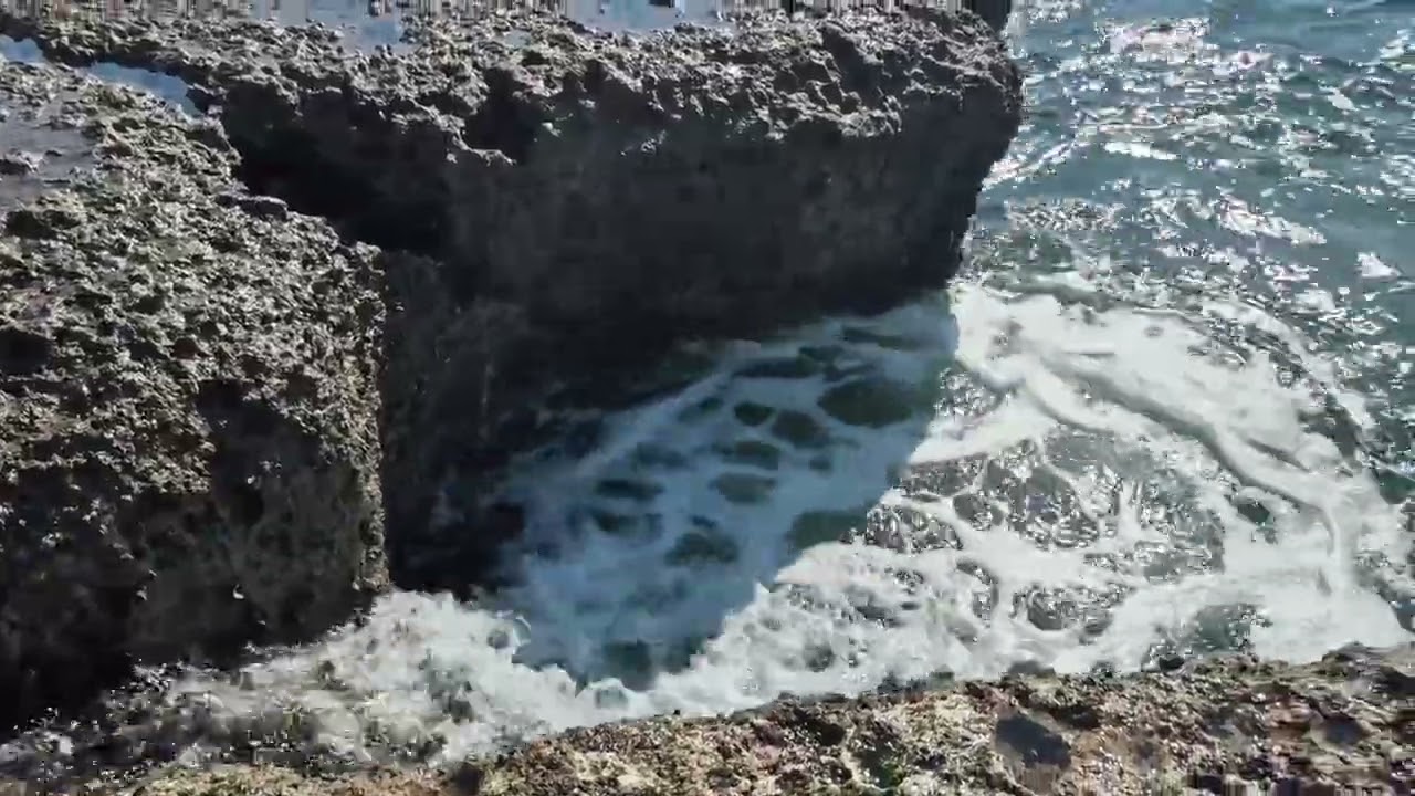 January 2026 Salt and Gold Mazatlan' Tide Pooling magic