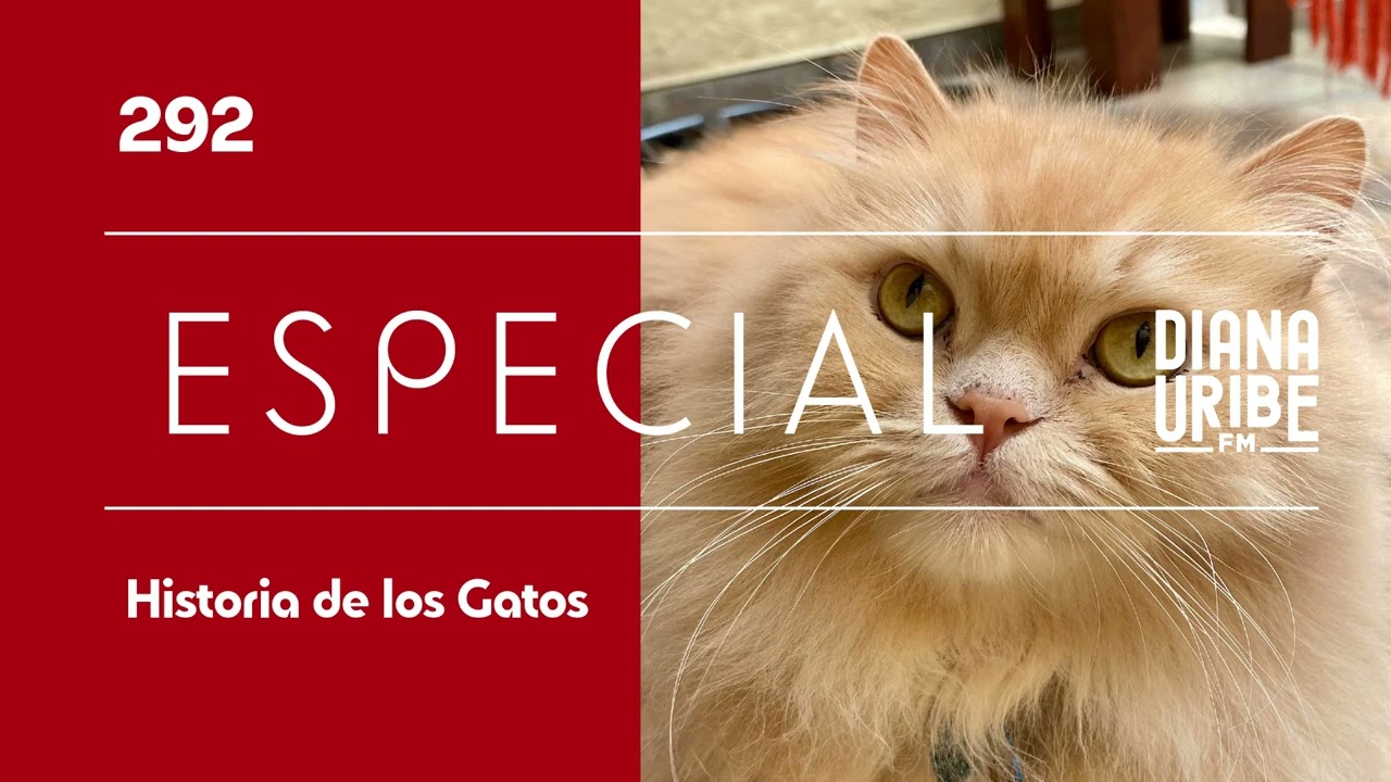 Historia de los gatos