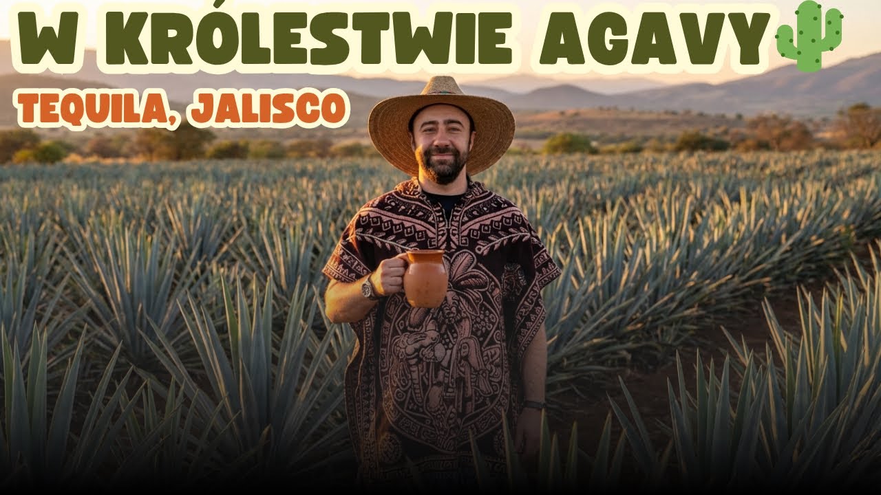 MEKSYK - Jak powstaje tequila? Od pola agawy do kieliszka w Tequila