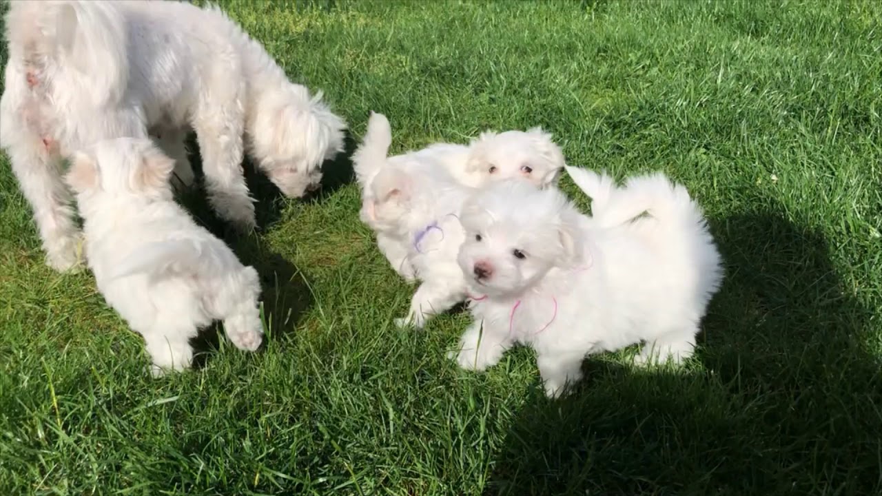 Maltese puppy 6 weeks update