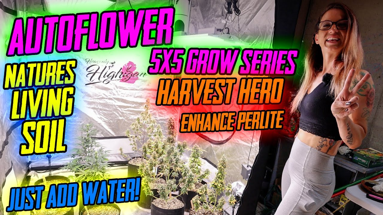5x5 Autoflower Grow with Natures Living Soil and Harvest Hero Mix!