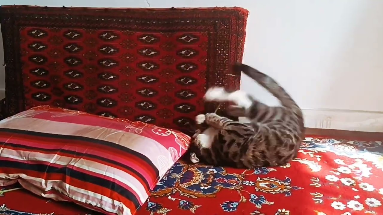 The natural mischief of cats is truly spectacular and interesting!
