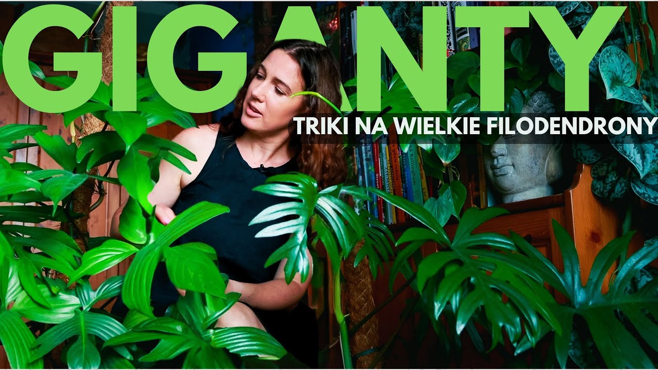 8 Prostych Trików, żeby Filodendrony były naprawdę WIELKIE 🌴💪