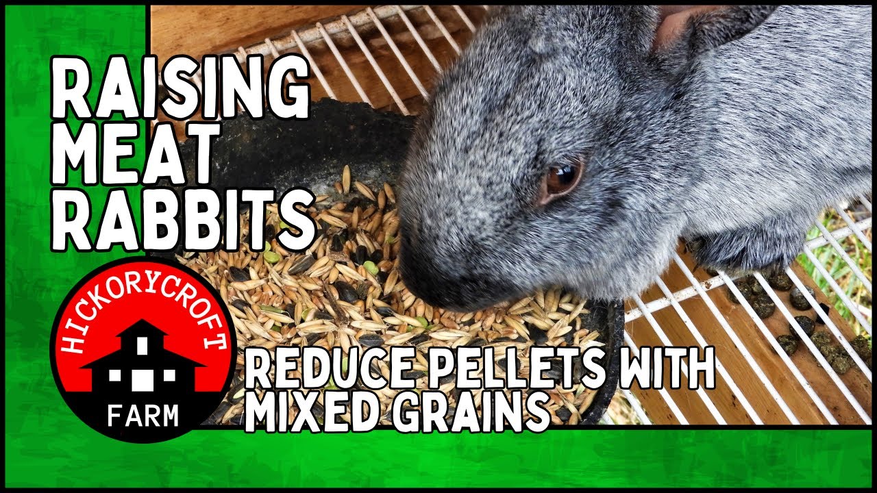 Raising MEAT RABBITS: Reduce Pellets By Introducing A Mixed Grain Diet