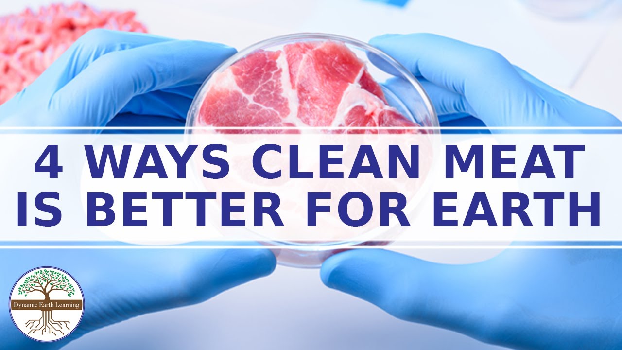 What is Cultured Meat? Clean Meat Explainer Video