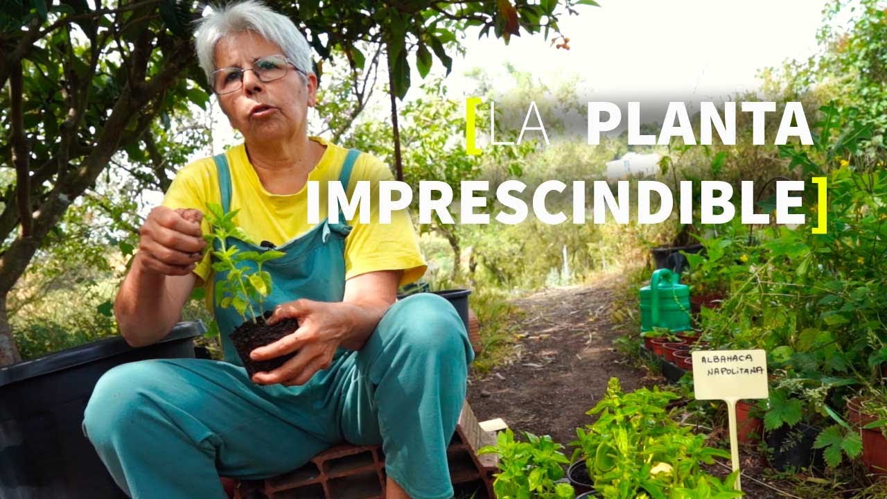 ¿POR QUÉ NOS GUSTA TANTO?🌿 CUIDADOS y PODA para tener siempre en casa