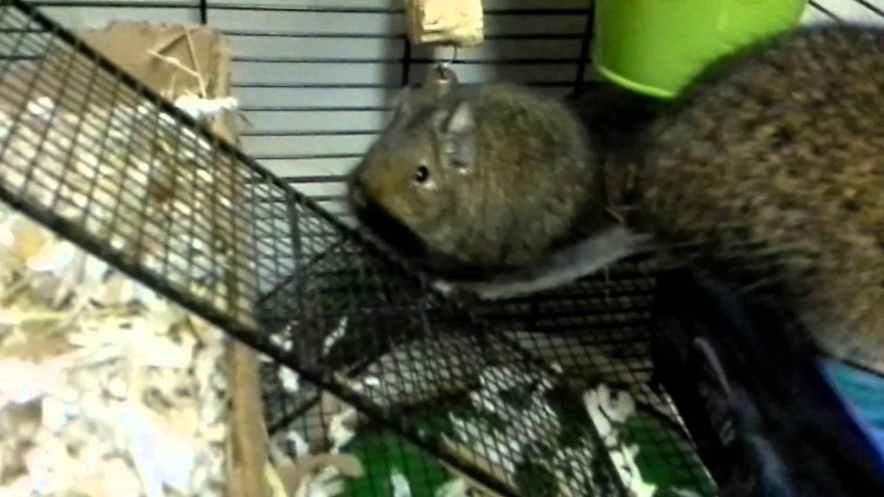 What To Put in a Degu Cage