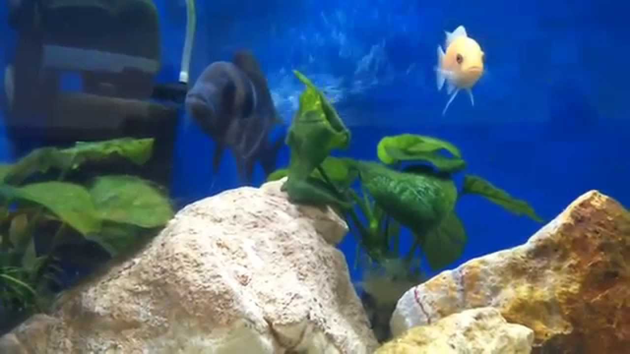 Popular tropical freshwater fish - Mouth Brooding Fish video from Youtube