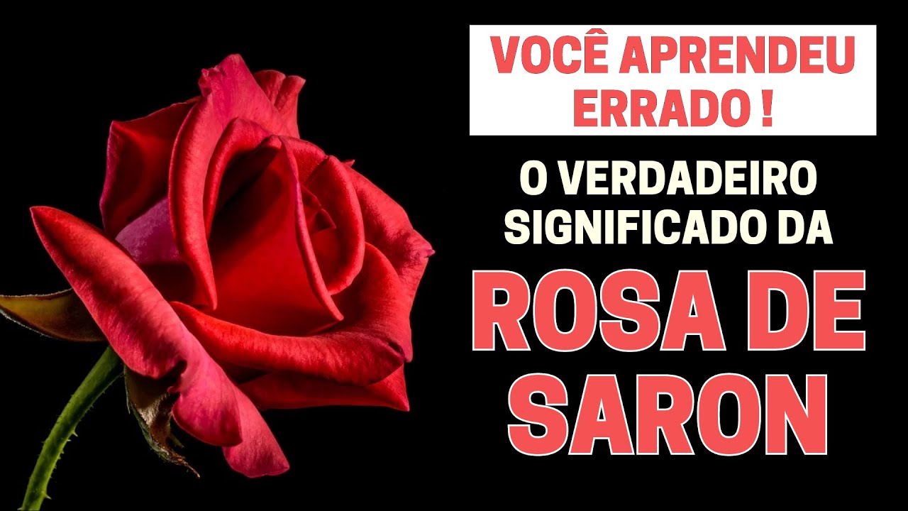 O QUE É A ROSA DE SARON NA BÍBLIA? O SIGNIFICADO BÍBLICO DA ROSA DE SARON