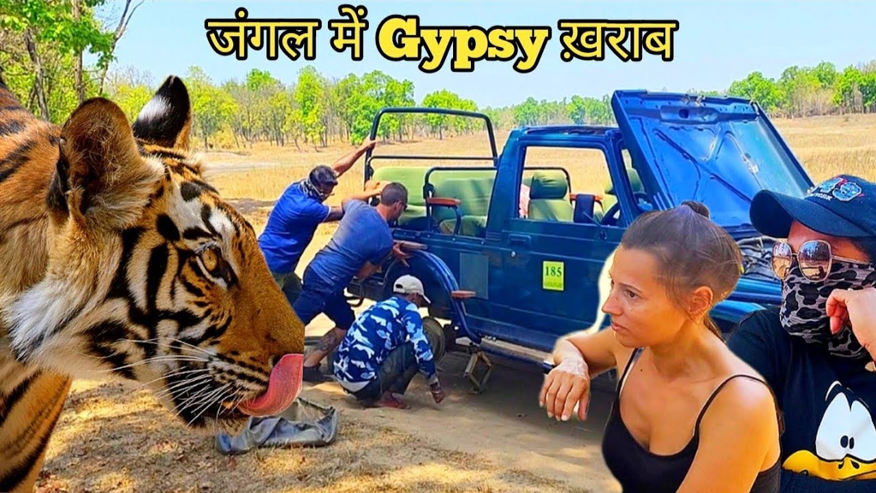 जंगल में Gypsy खराब | Banbehi Tigress Cub | Bandhavgarh national park | Bandhavgarh | Jungle safari