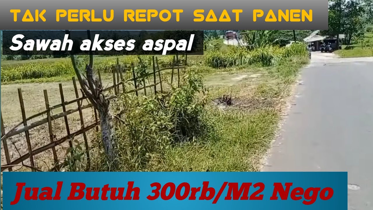 Tanah dijual murah akses jalan aspal Lokasi Pasawahan Purwakarta merupakan sawah dijual murah
