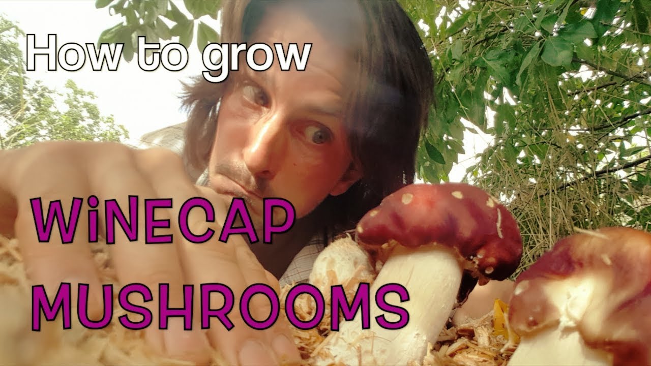 Grow your own Wine Cap mushrooms