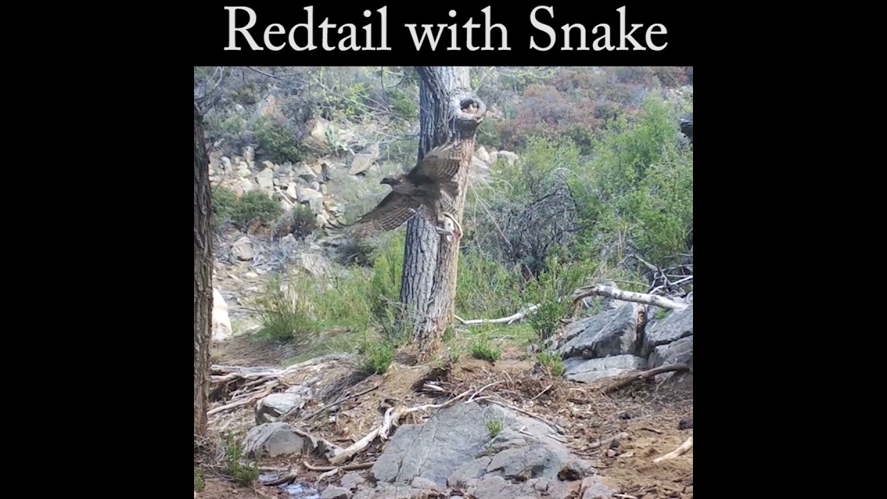 hawk with snake slow motion #redtail #hawk #wildlife