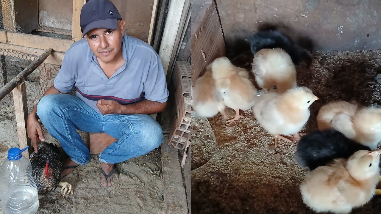 PINTINHO COM DIFICULDADE PRA NASCER: ALERTA MÁXIMO!
