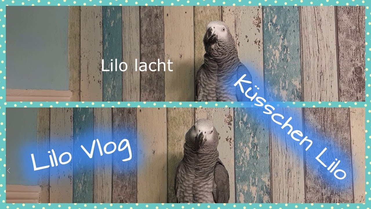 Lilo Schatz