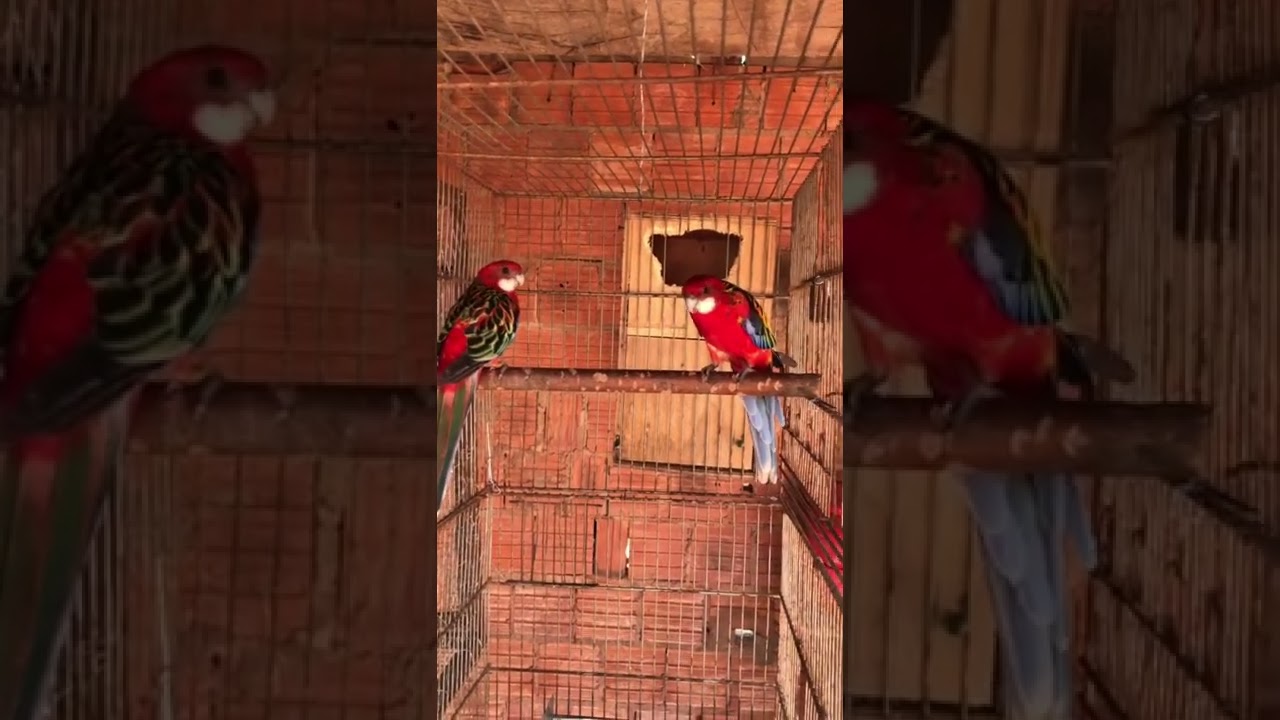 Casal de Roselas