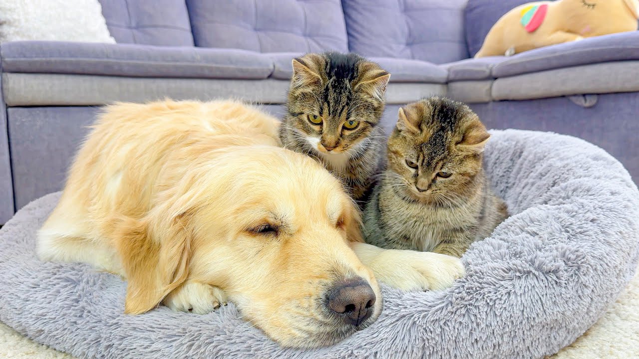 Funny Kittens Guard a Golden Retriever’s Sweet Sleep | Cute & Funny Animals