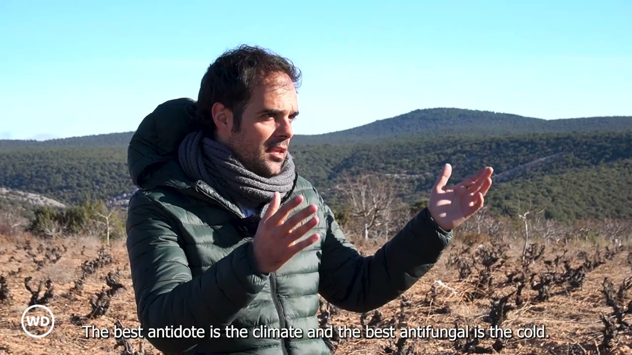 Arlanza - Septien - Collaborative Winemakers: Episode 1 - Winedos - The History Behind the Wine