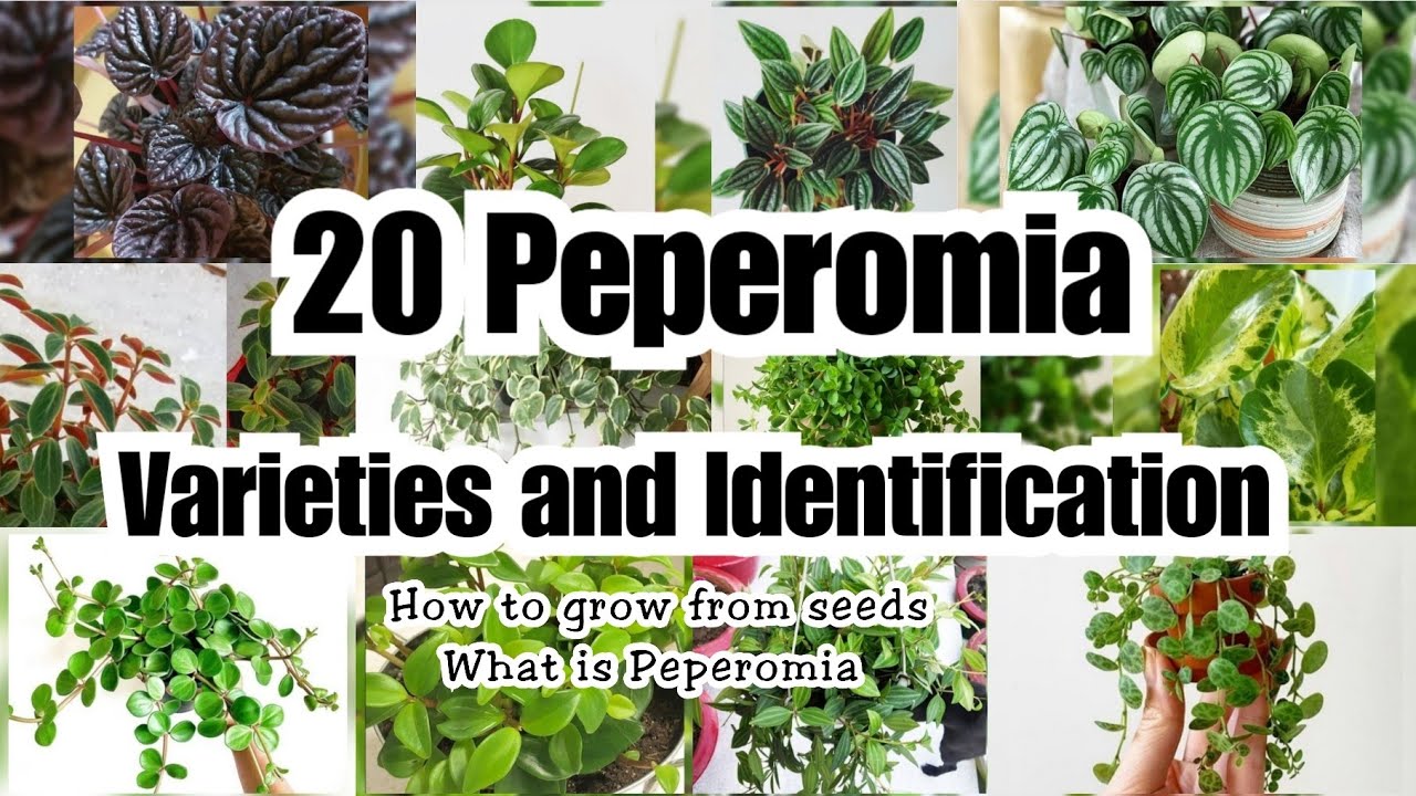 20 AMAZING PEPEROMIA VARIETIES