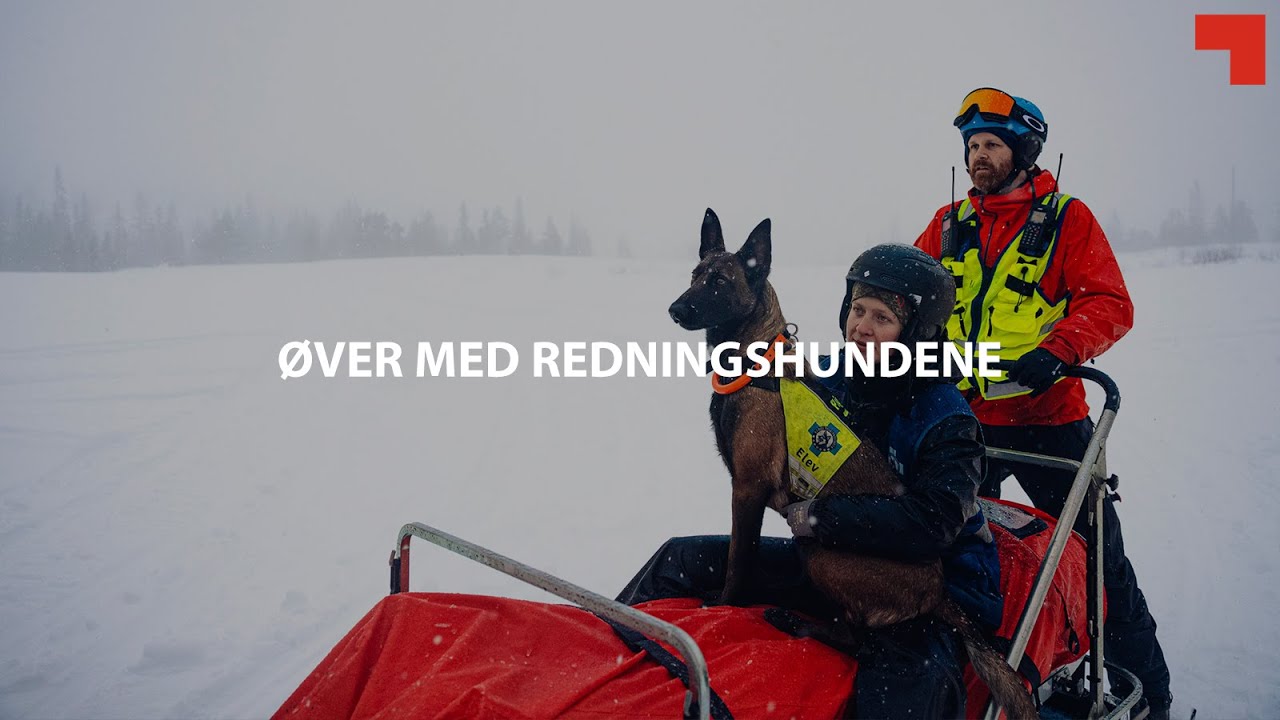 Øver med redningshundene | Trondheim Røde Kors
