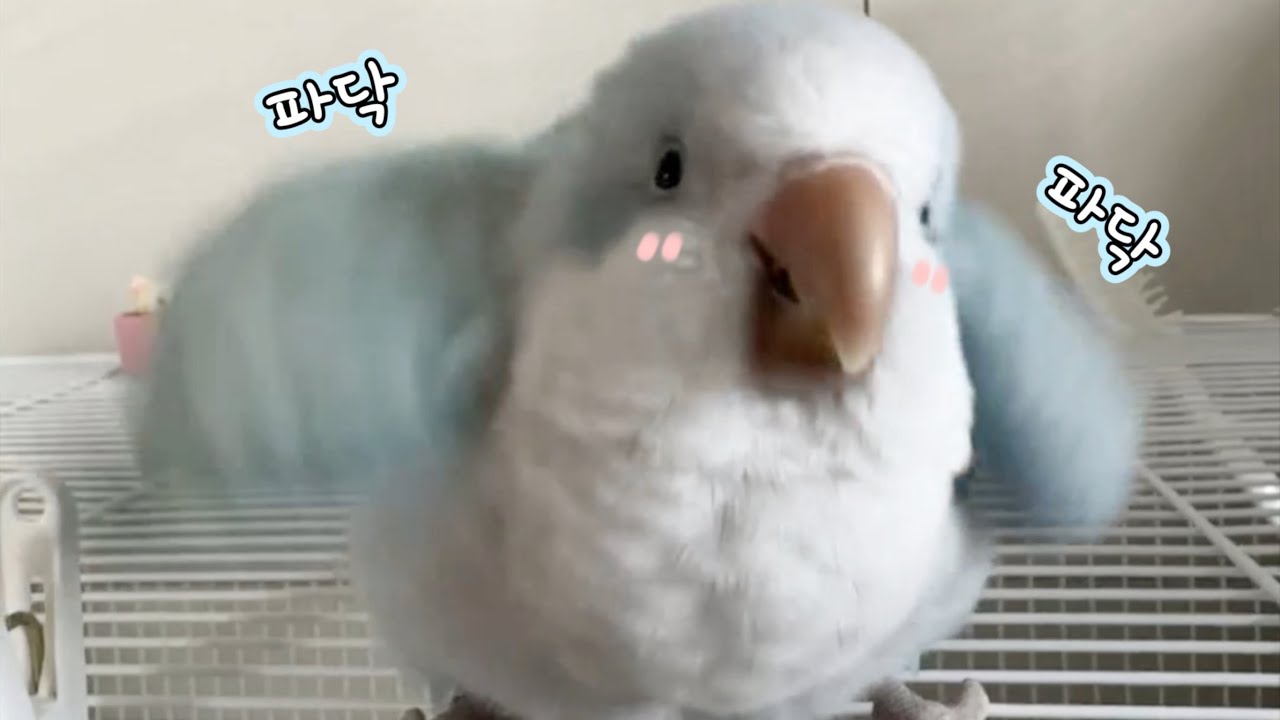 파닥거리고 뾱뾱대던 아기 시절 꾸꾸🐦🩵