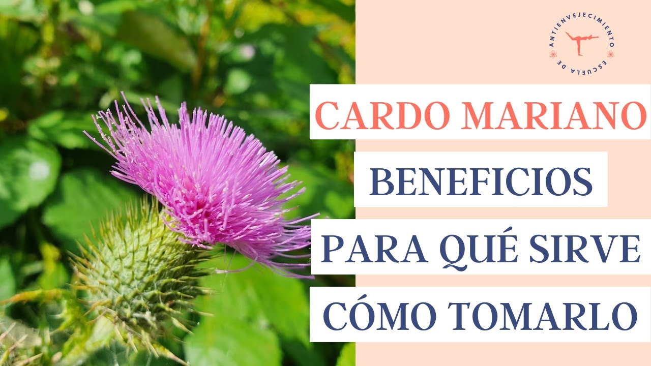 🌷 CARDO MARIANO: para qué sirve, 7 beneficios + cómo tomarlo