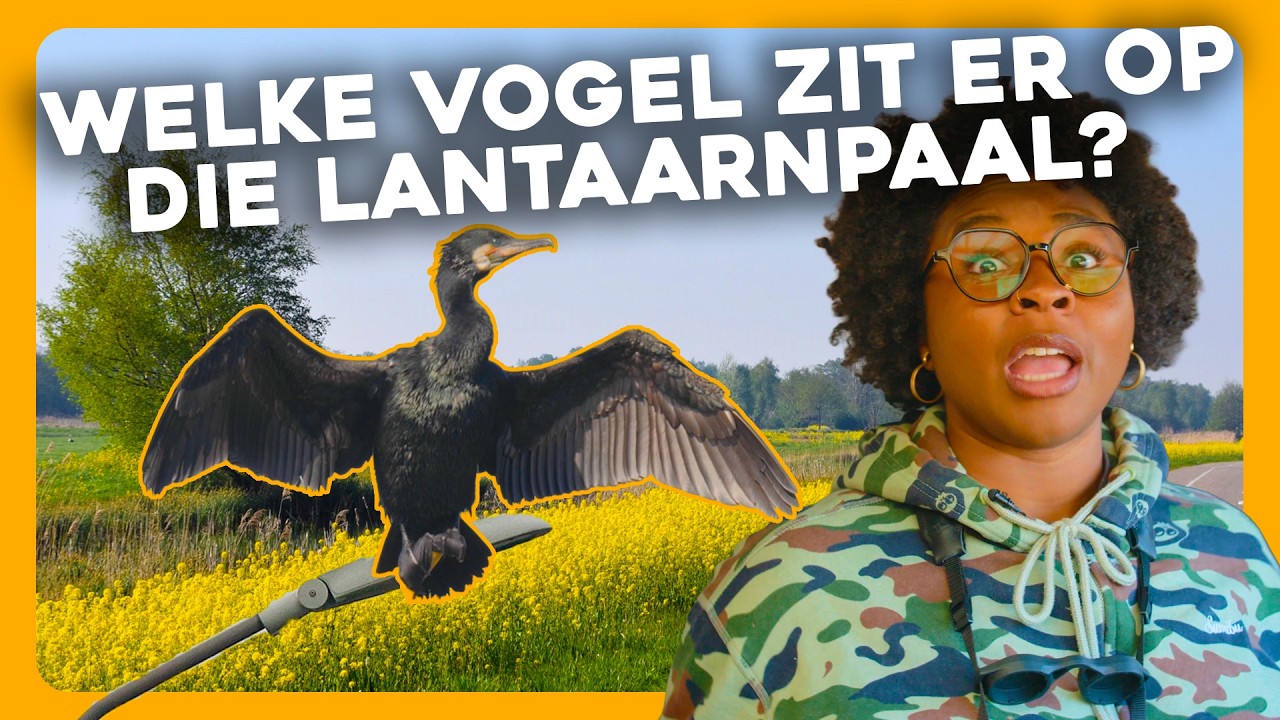 De AALSCHOLVER een betere VISSER dan JIJ! | Maar Natuurlijk by vroege vogels