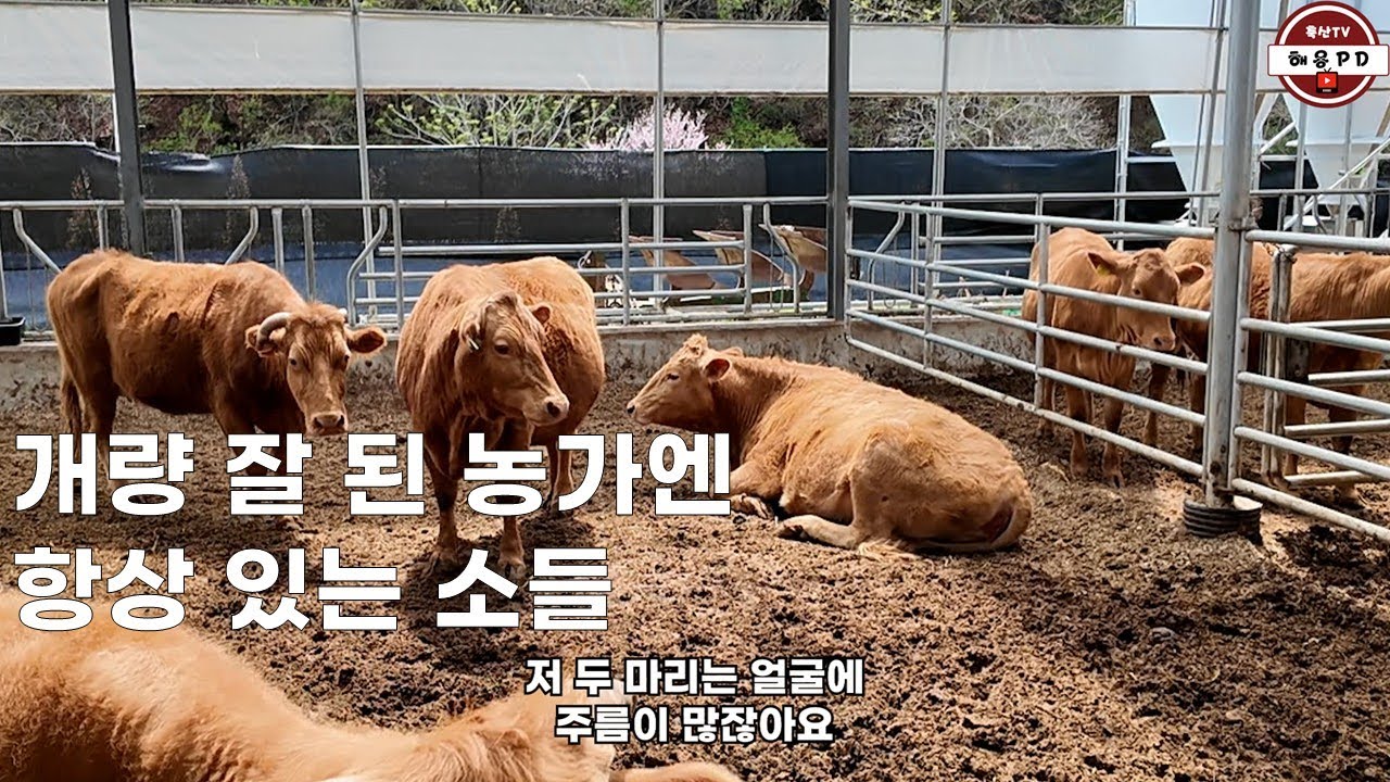 개량 잘 된 농가엔 공통적으로 있는 소들의 특징