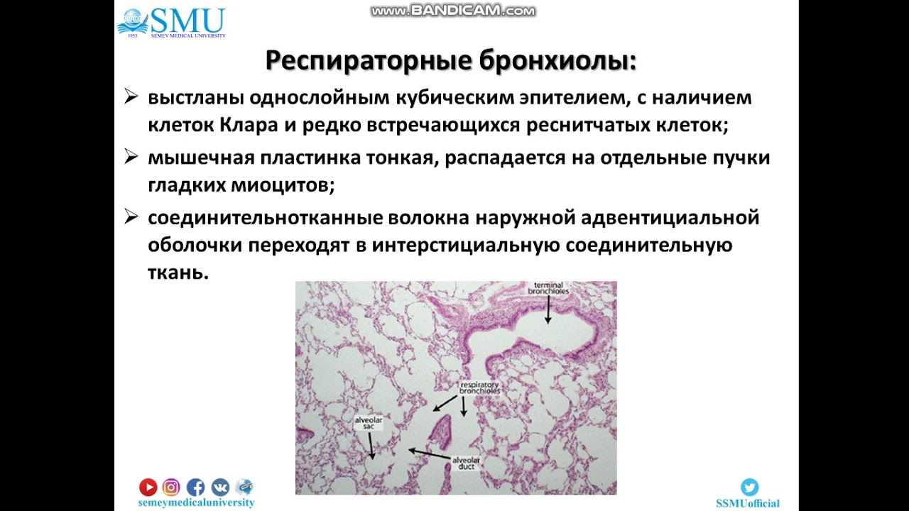 Лекция Гистология легких