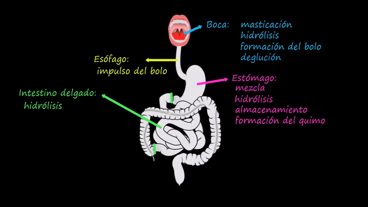 &iexcl;Conoce el tracto gastrointestinal! Fisiolog&iacute;a del sistema gastrointestinal