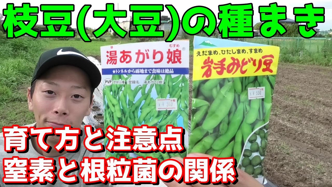 枝豆(大豆)の育て方　根粒菌と肥料のバランスが大事