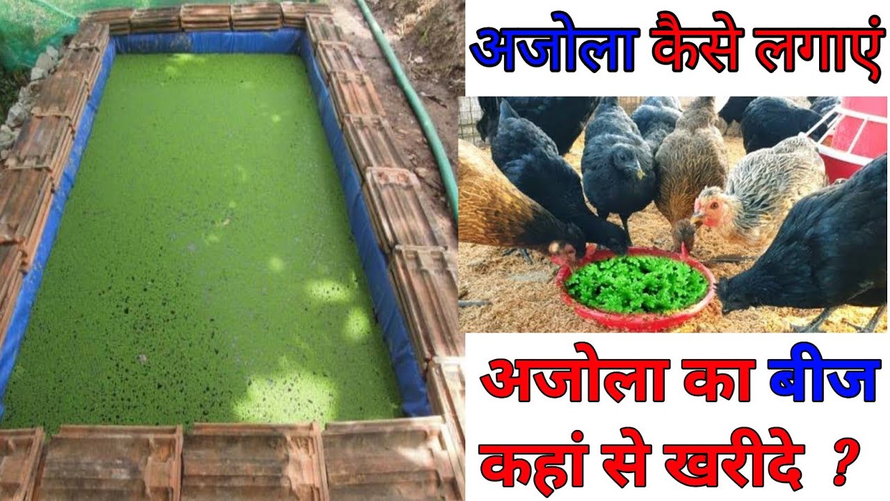 azolla kaise lagaye||azolla farming||azolla seeds||azolla for chicken||azolla plant||azolla ke fayde