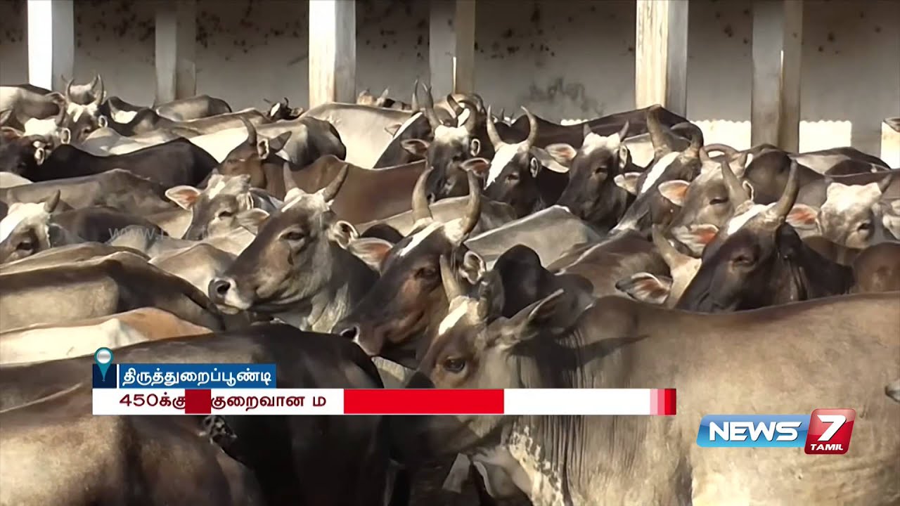 Govt cattle field with no basic facilities at Thiruthuraipoondi | News7 Tamil