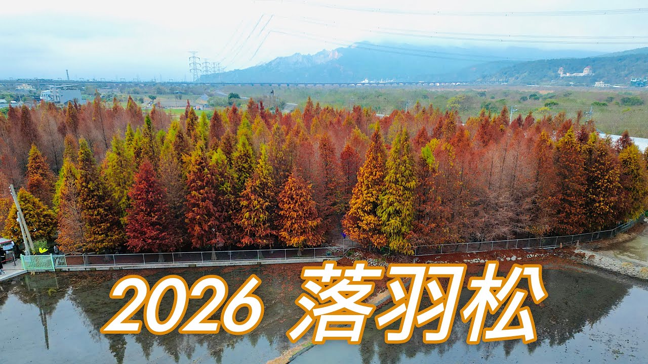 2026落羽松