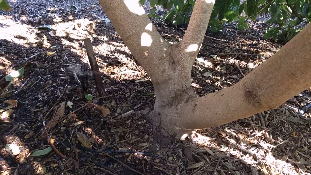 Выращивание авокадо в Южной Калифорнии