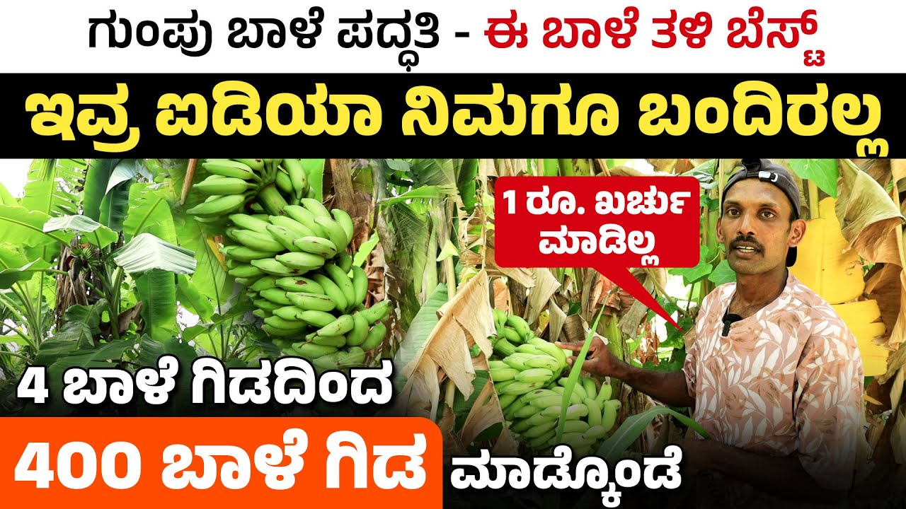 ಕರ್ನಾಟಕದಲ್ಲಿ ಗುಂಪು ಬಾಳೆ ಬೆಳೆದ ರೈತ ಸಾಧಕ - Group Banana Cultivation Method 2025 in Kannada