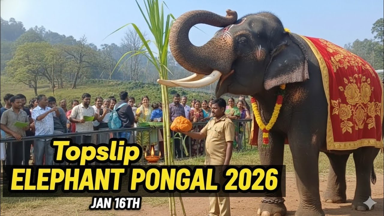 Elephant Pongal Festival Celebrated at Kozhikamuthi Elephant Camp24 
