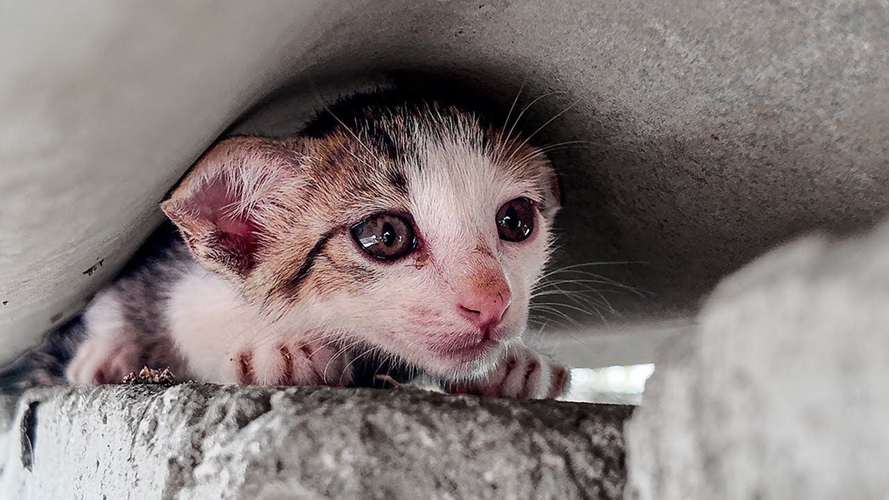 Stray Cats Saved and Healed: Rescuing Stray Cats After the Storm | LTT Animal - Rescue