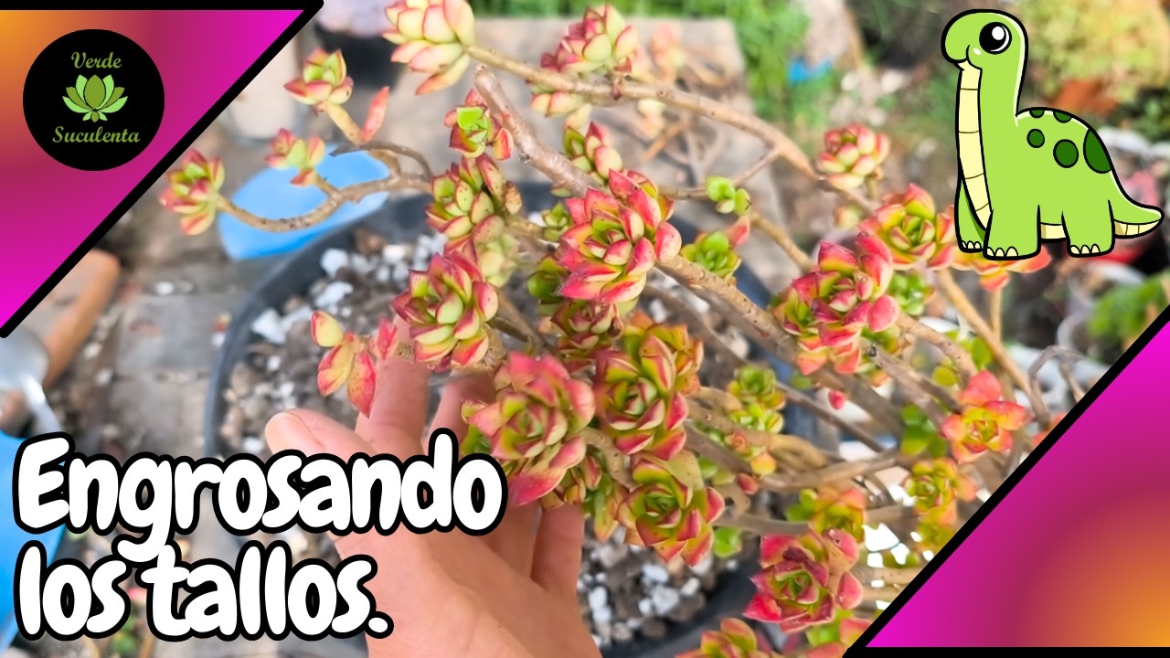 Una Echeveria peculiar y recomendaciones para ENGORDAR el tallo de tus 