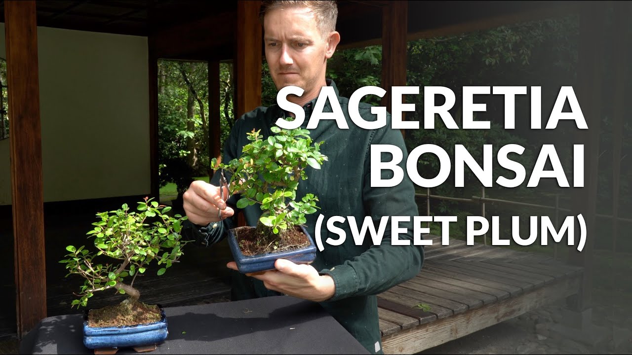 Sageretia Bonsai care (Sweet plum)